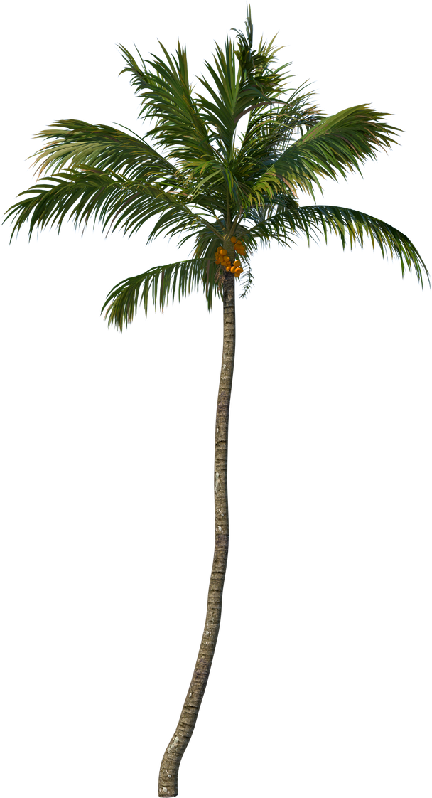 Coconut tree palm
